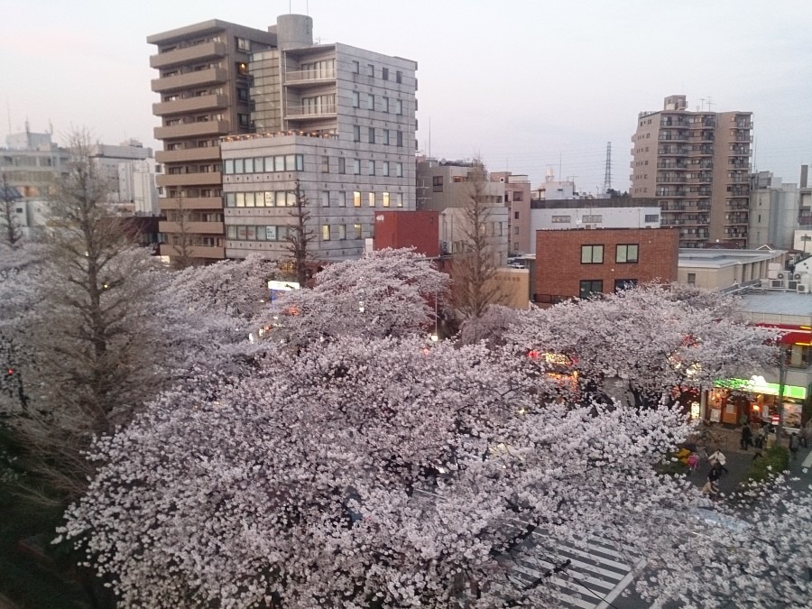 2014年4月1日 桜満開