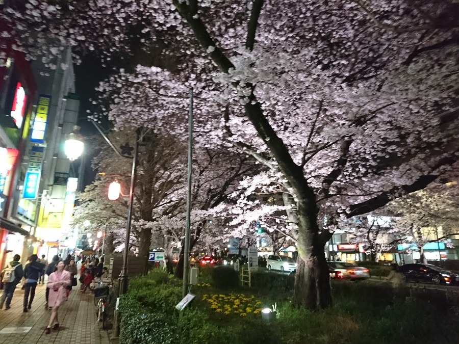 2016年4月6日 桜ライトアップ