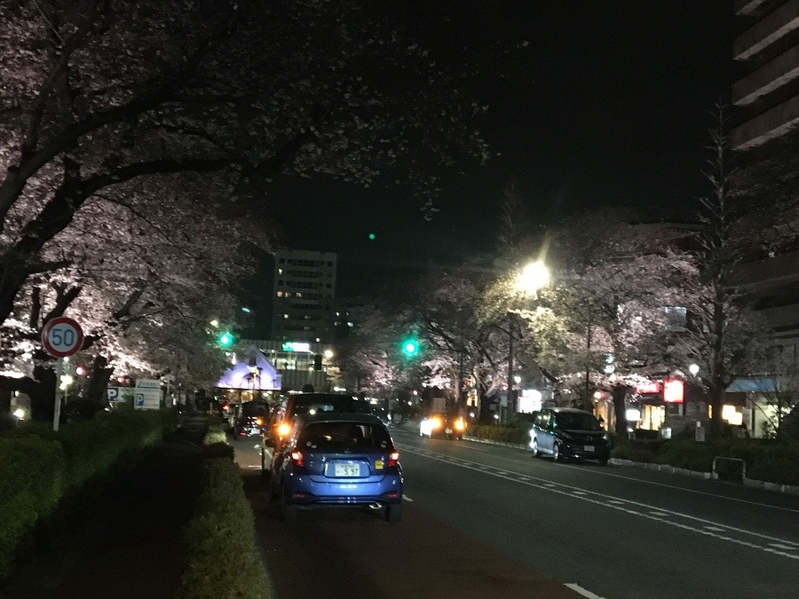 大学通りの夜桜